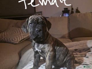 Cane Corso dogs Cane Corso Puppy 5 - Ad 6