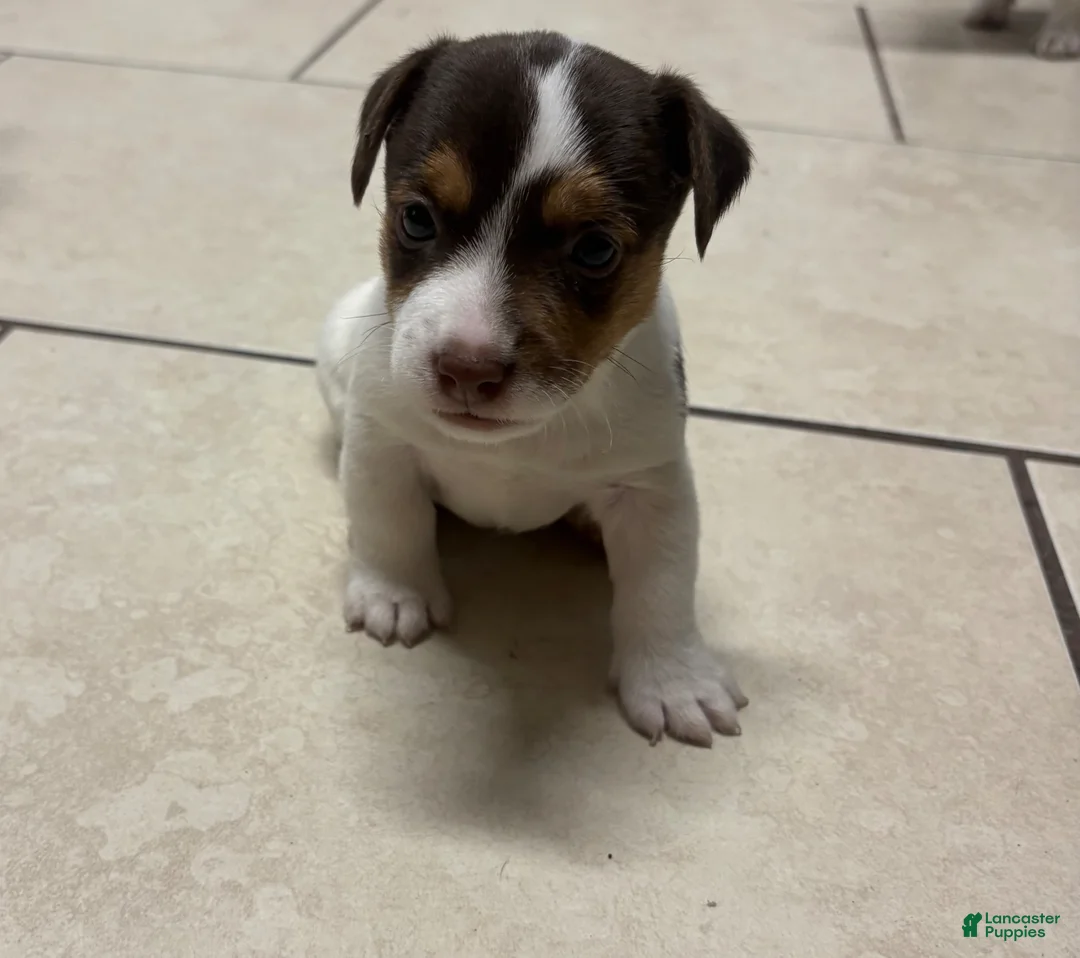 Jack Russell Terrier dogs for sale: Jack Russell Terrier Puppy 1 - Ad 2