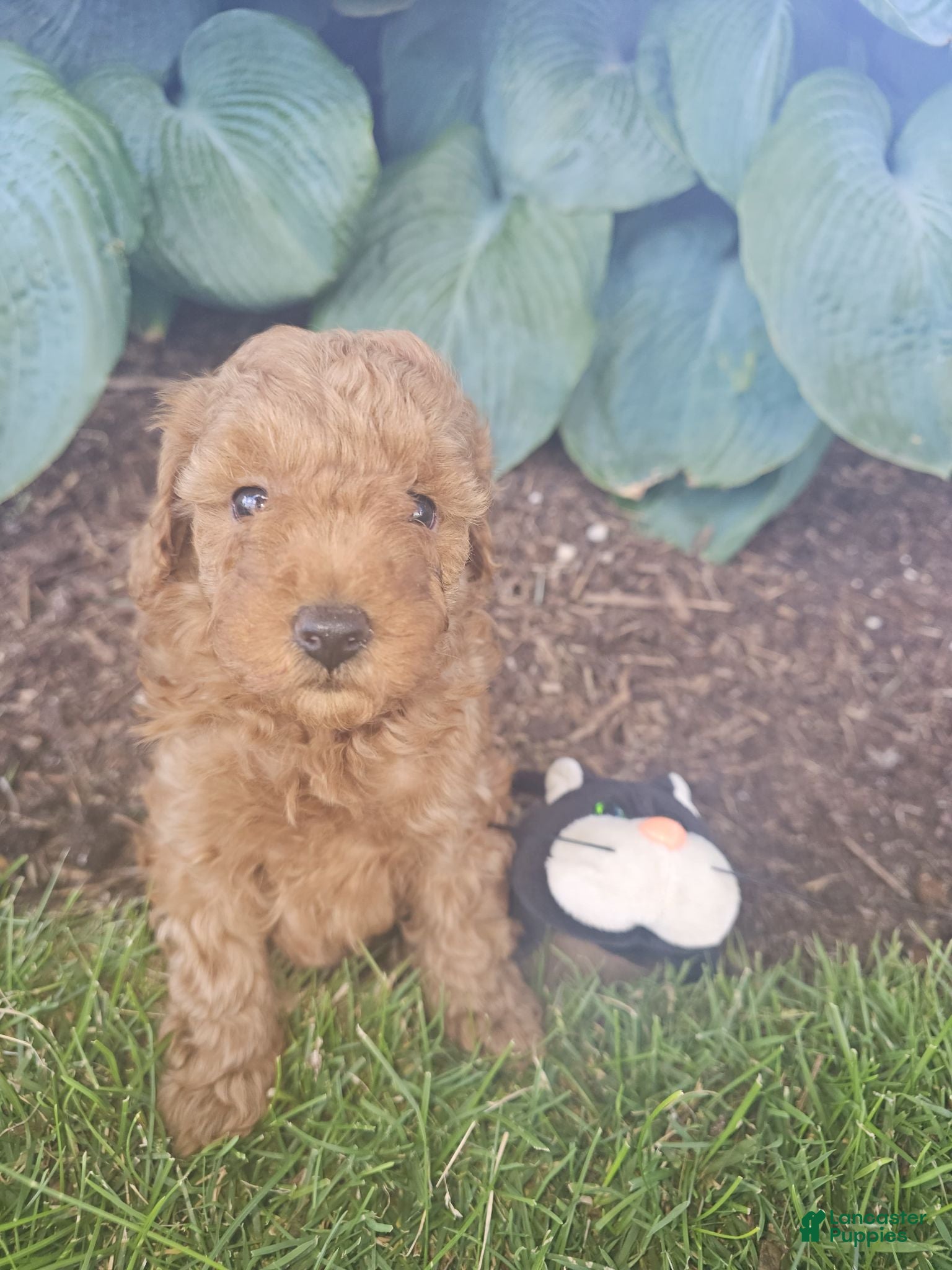 Toy Poodle dogs 🐶🐾Leo- AKC POTTY and Crate TRAINING 917-656-3567 (text) - Ad 1