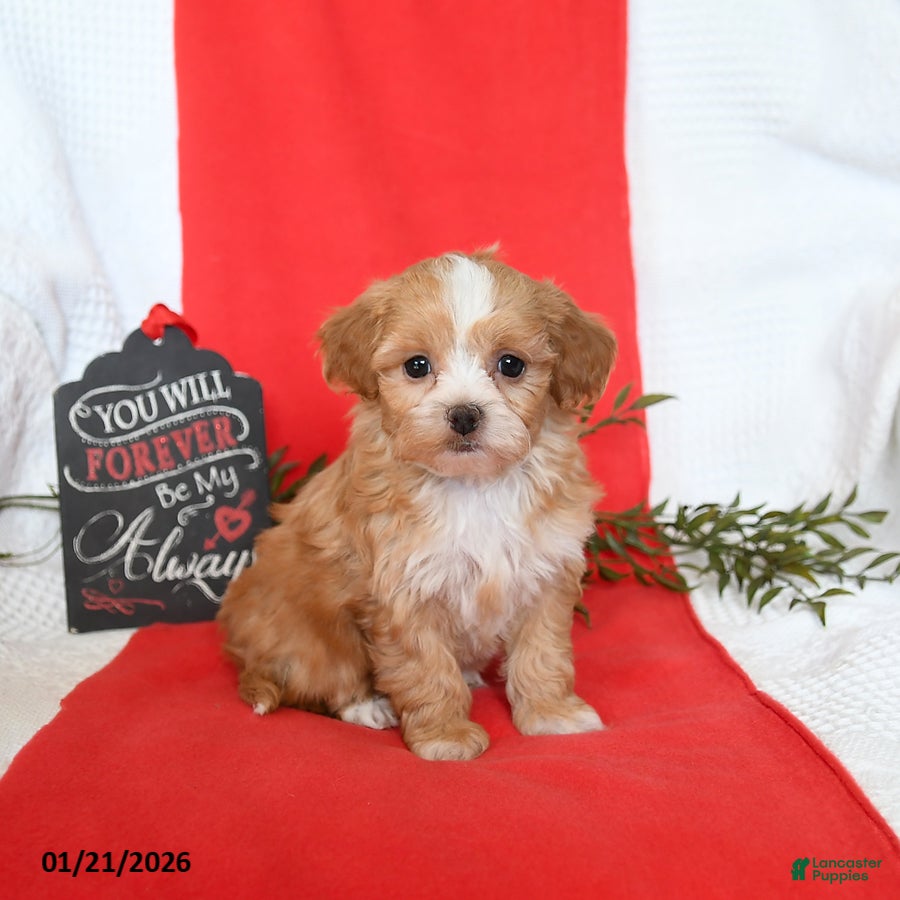Shihpoo dogs Duchess - Ad 5