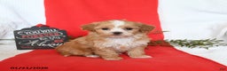 Shihpoo dogs for sale: Duchess - Ad 1