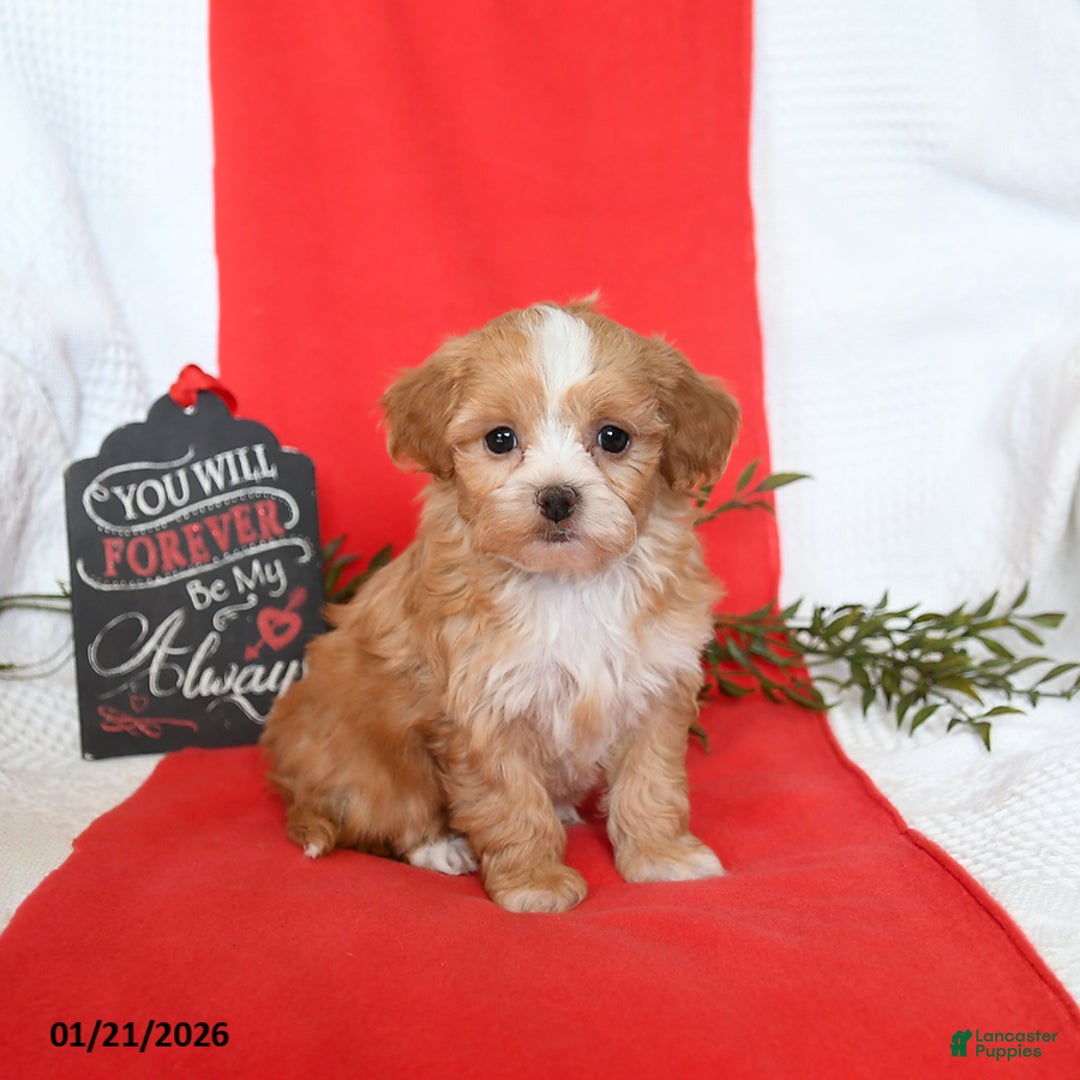 Shihpoo dogs for sale: Duchess - Ad 1
