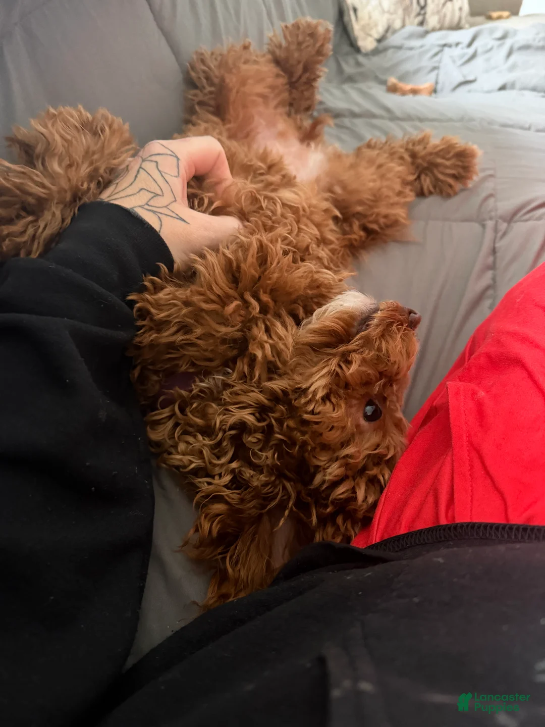 Cockapoo dogs for sale: Cockapoo Puppy  - Ad 6