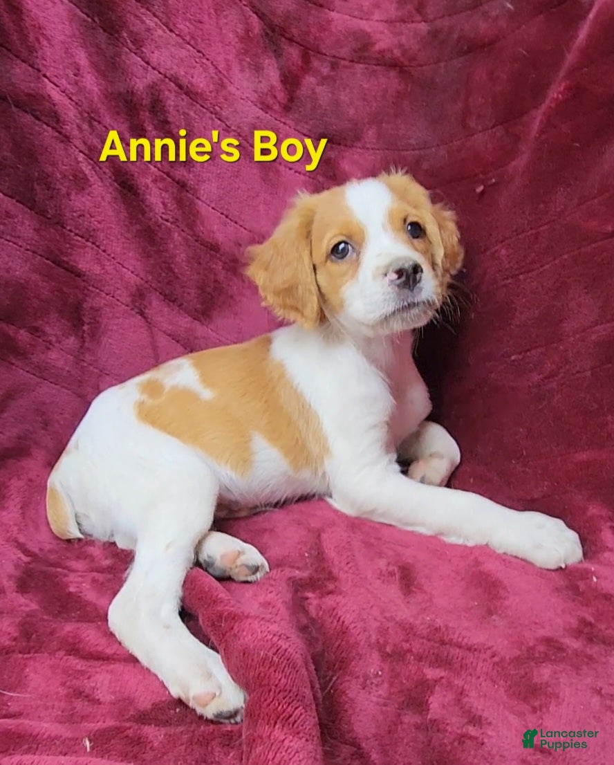 Brittany Spaniel dogs AKC/UKC French Brittany Annie's Boy - Ad 2