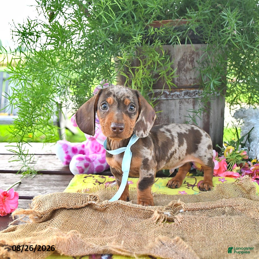 Miniature Dachshund dogs Brody - Ad 1