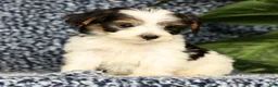 Yorkiepoo dogs for sale: Rex - Ad 6