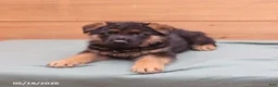 German Shepherd dogs for sale: Gunner - Ad 4