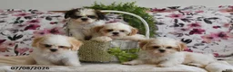 Shih Tzu dogs for sale: Stuey - Ad 5