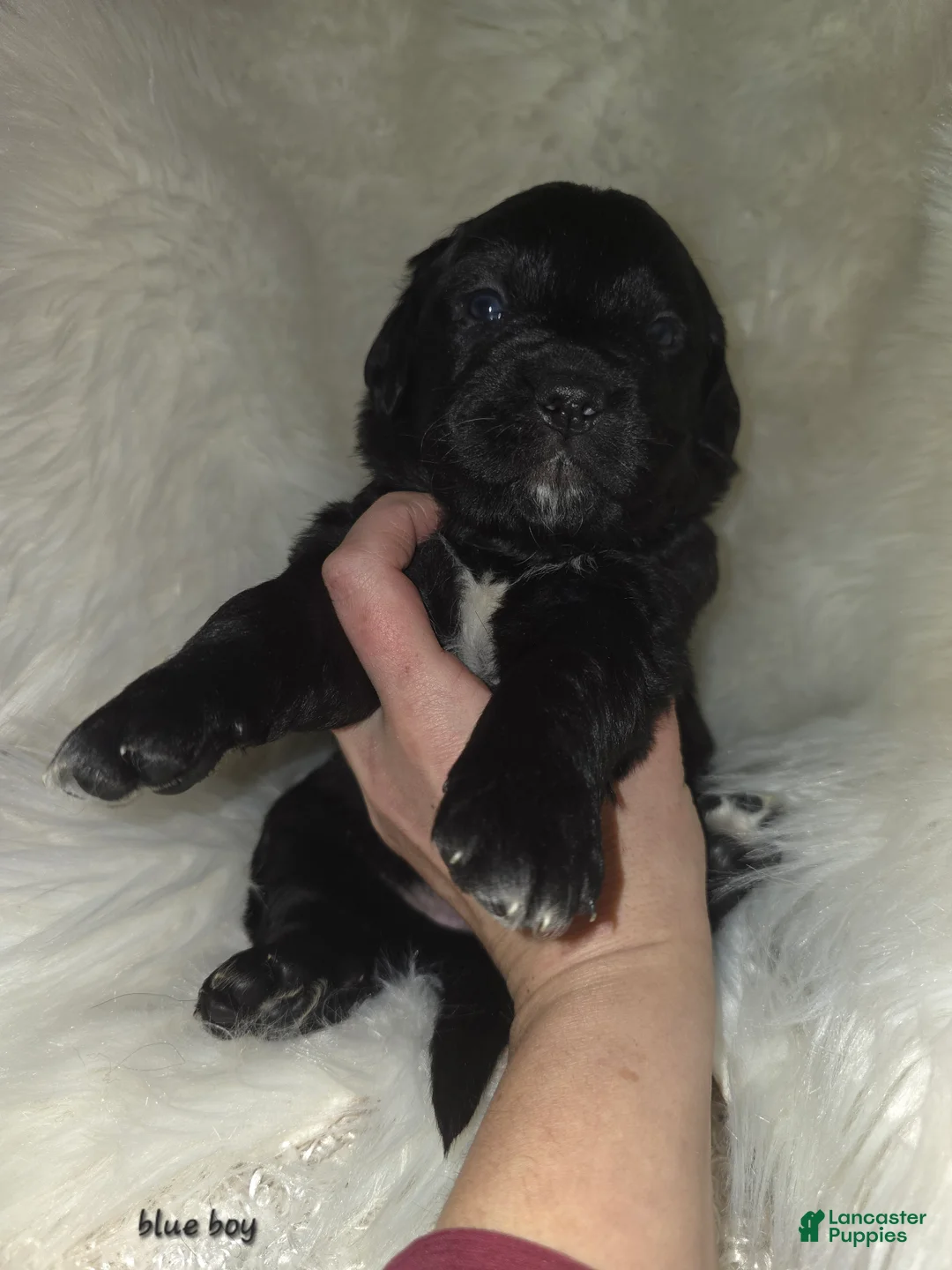 Mixed Breed dogs for sale: Mixed Breed Puppy 1 - Ad 3