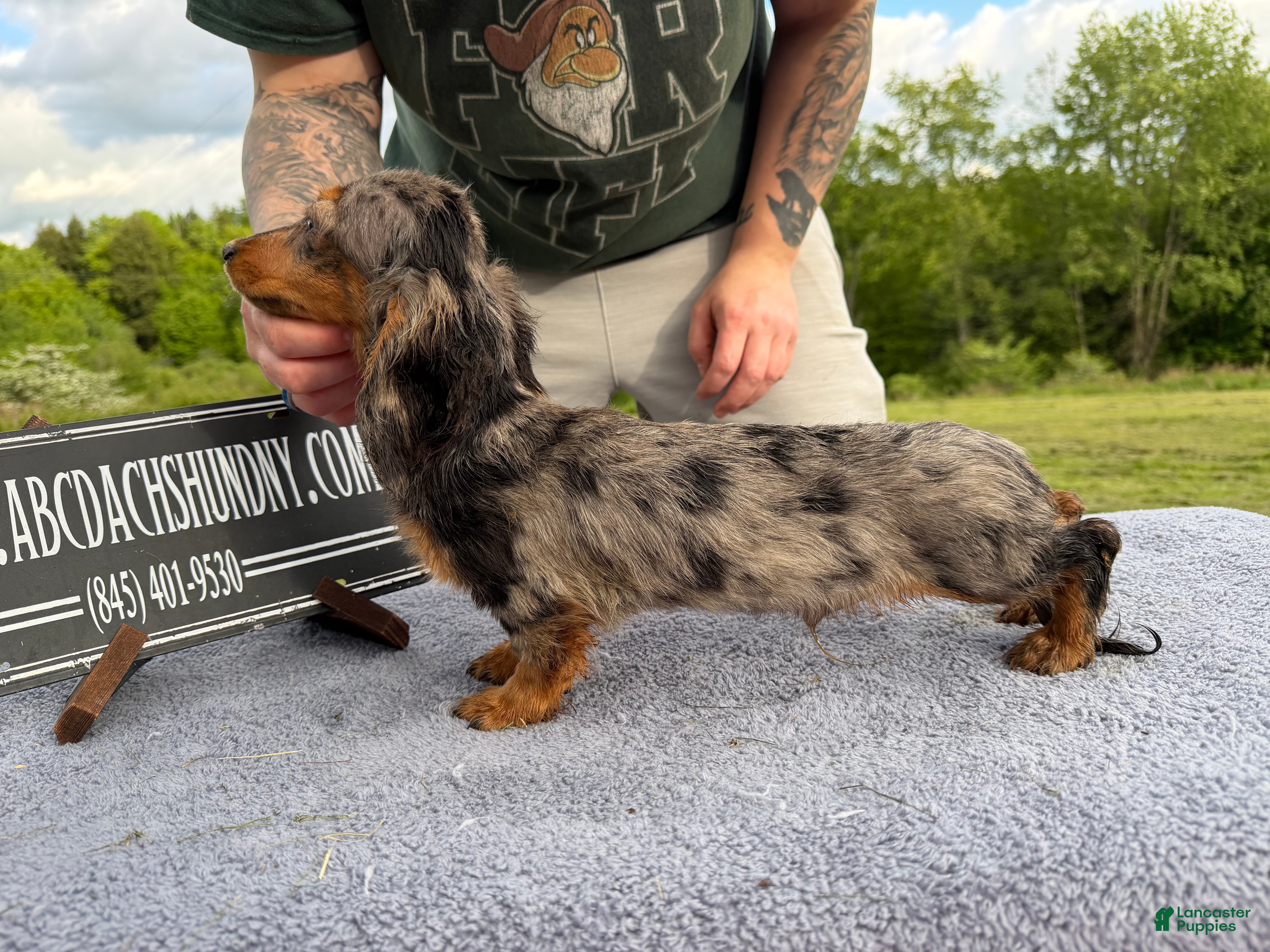 Miniature Dachshund dogs AKC Show Dapple- Russian - Ad 9