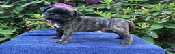 Pug dogs for sale: Zoey - Ad 1
