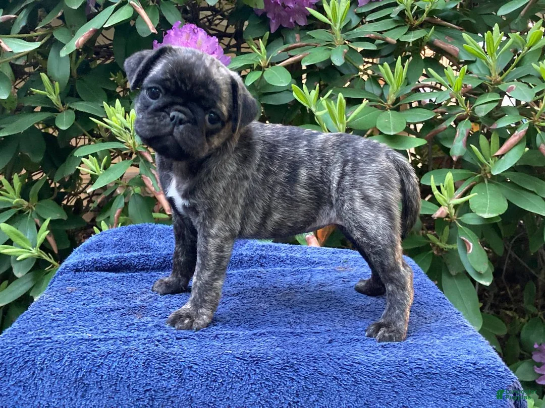 Pug dogs for sale: Zoey - Ad 1