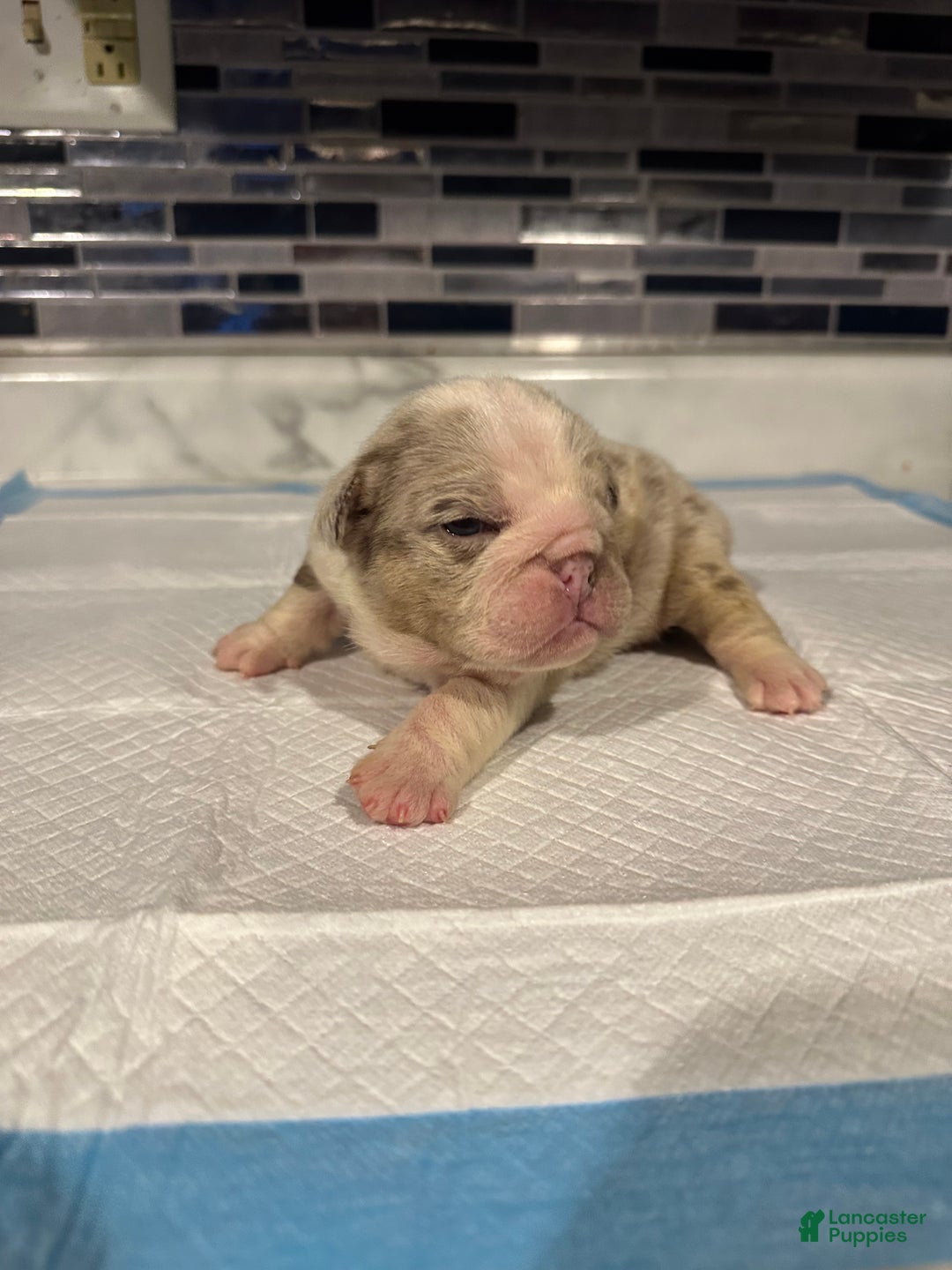 English Bulldog dogs for sale: Lilac Merle Male  - Ad 1