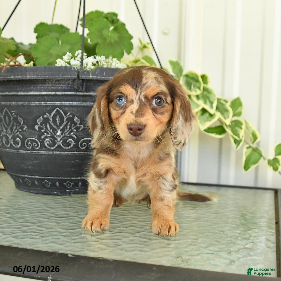 Dachshund dogs for sale: Lily - Ad 2