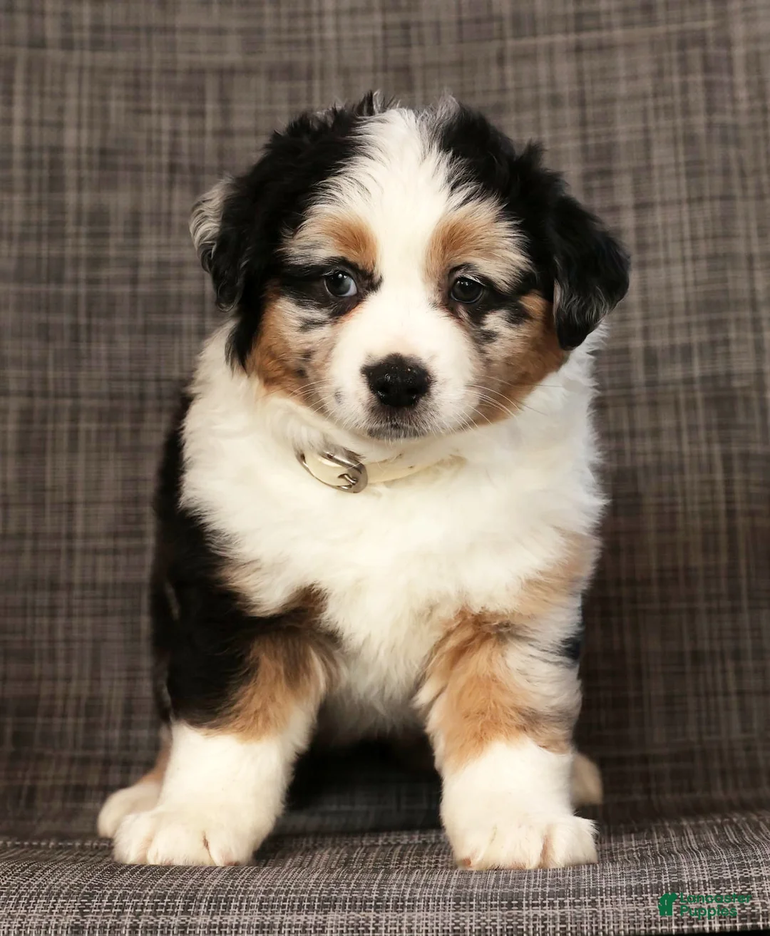 Miniature Australian Shepherd dogs for sale: Bella - Ad 6