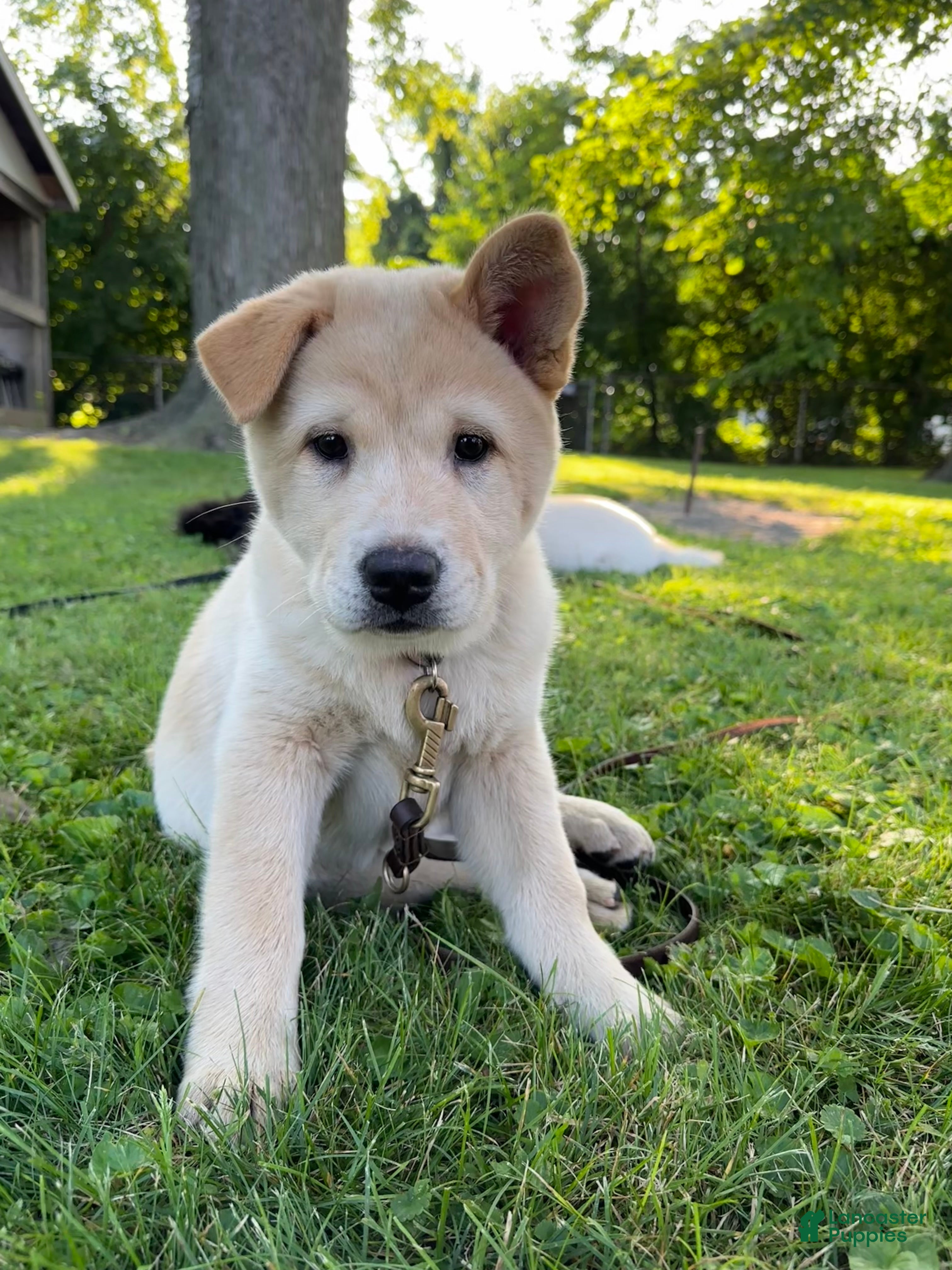 Mixed Breed dogs Chowsky girl 2 - Ad 2
