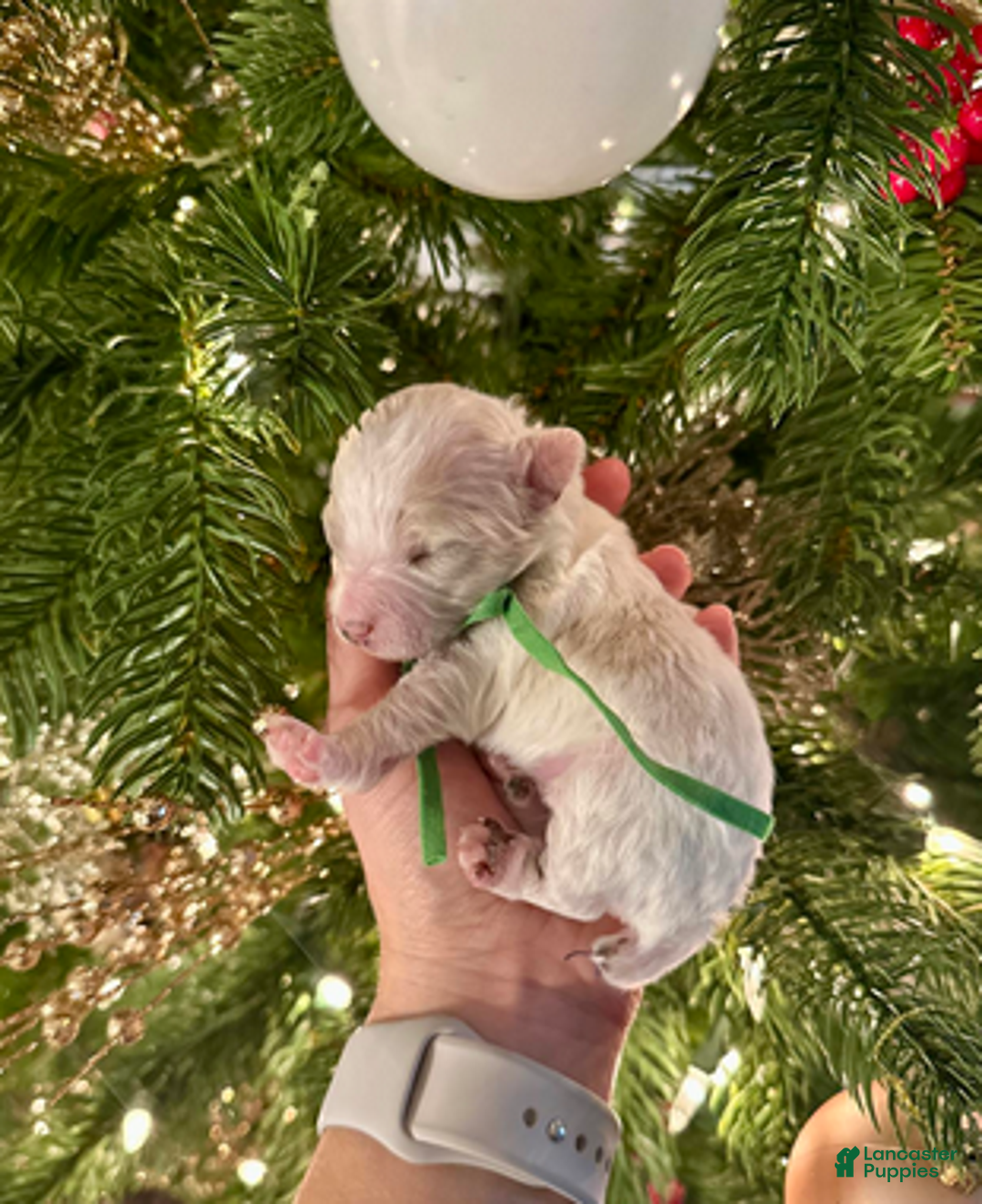 Miniature Poodle dogs for sale: Ringo Starr - Ad 6