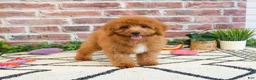 Cavapoo dogs for sale: Matilda  - Ad 4