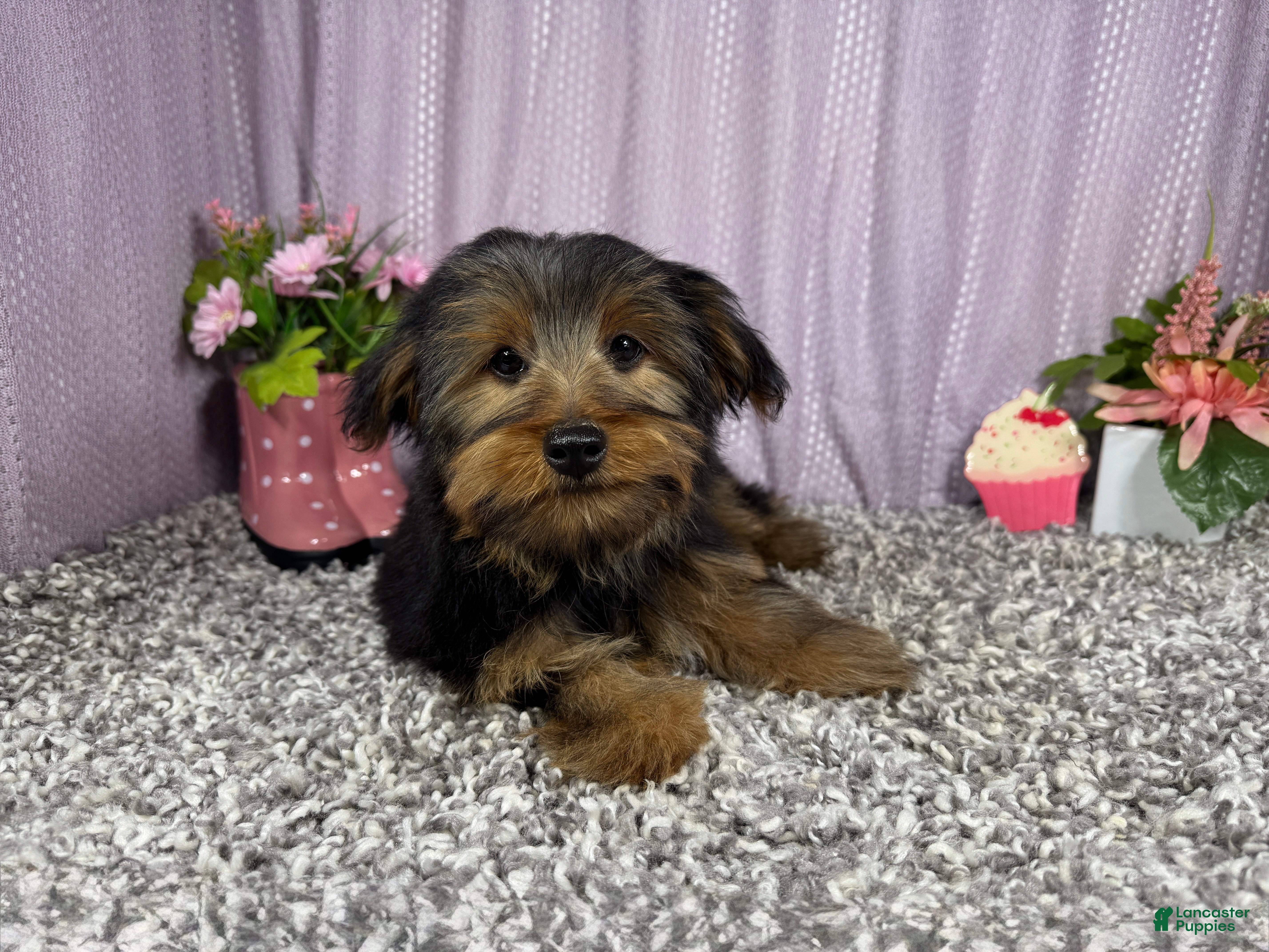 Yorkshire Terrier dogs Yorkshire Terrier 1 - Ad 27
