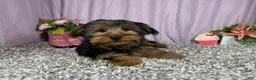 Yorkshire Terrier dogs for sale: Yorkshire Terrier 1 - Ad 1