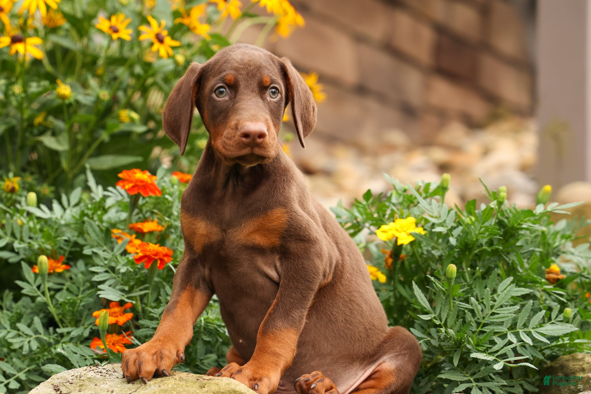 Doberman Pinscher dogs DUKE - Ad 1