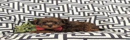 Yorkiepoo dogs for sale: Ajay - Ad 4