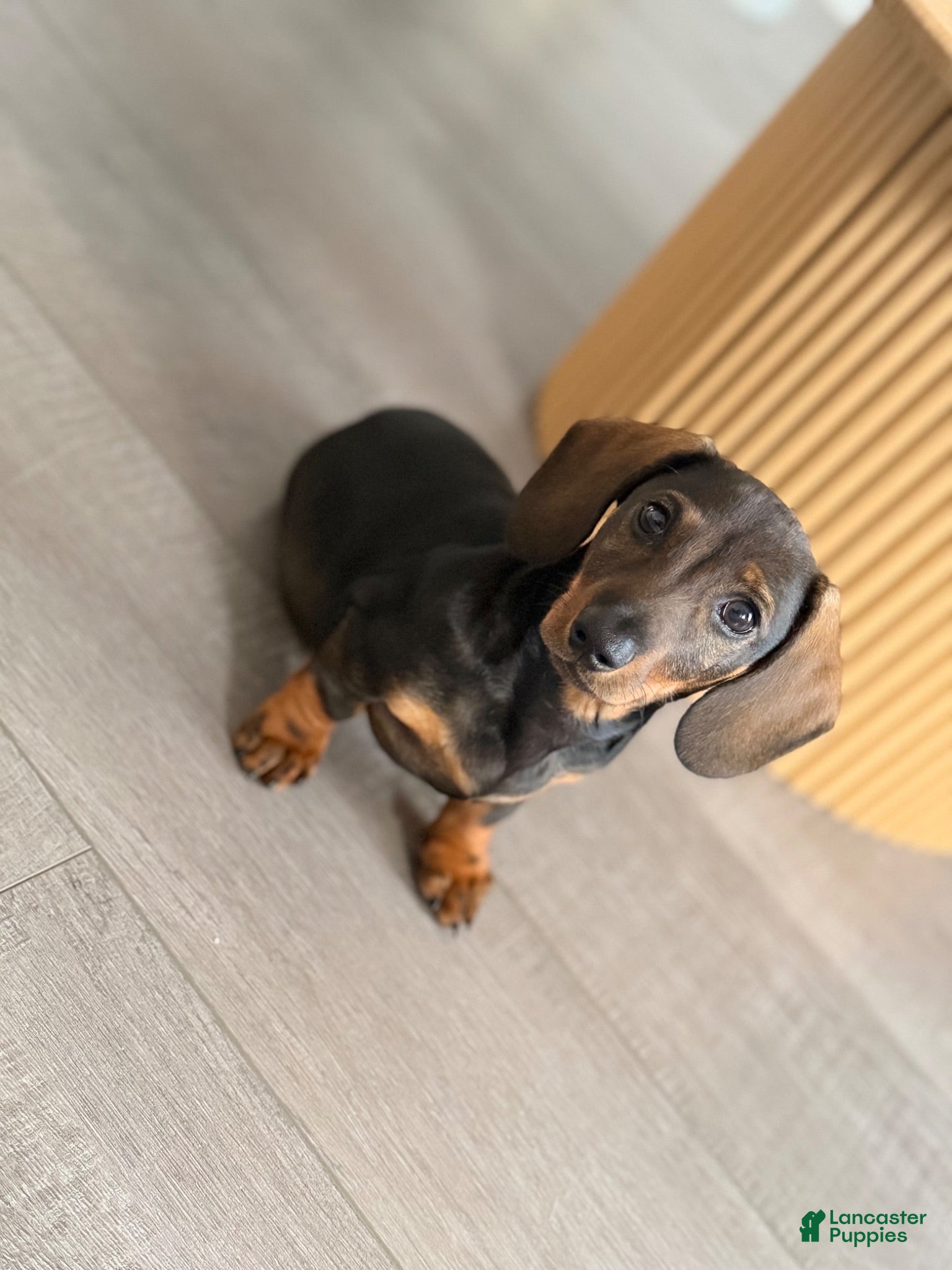 Dachshund dogs Dachshund 1 - Ad 40