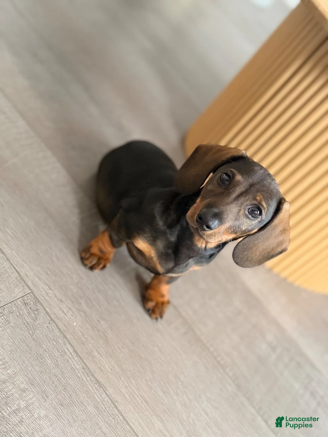 Dachshund dogs for sale: Dachshund 1 - Ad 1