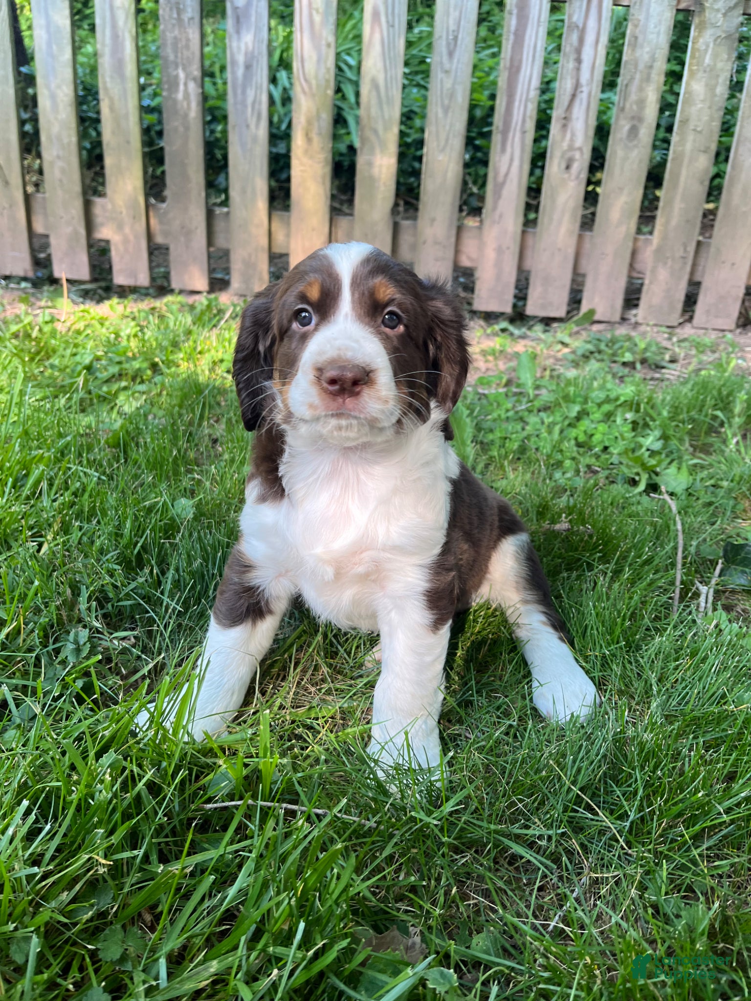 English Springer Spaniel dogs Syrup - Ad 30