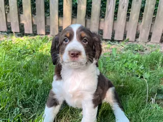 English Springer Spaniel dogs Syrup - Ad 30