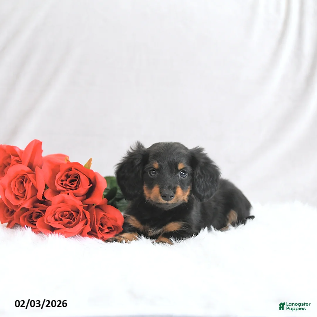 Miniature Dachshund dogs for sale: Pixie - Ad 5