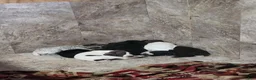 German Shorthaired Pointer dogs for sale: German Shorthaired Pointer 4 - Ad 6