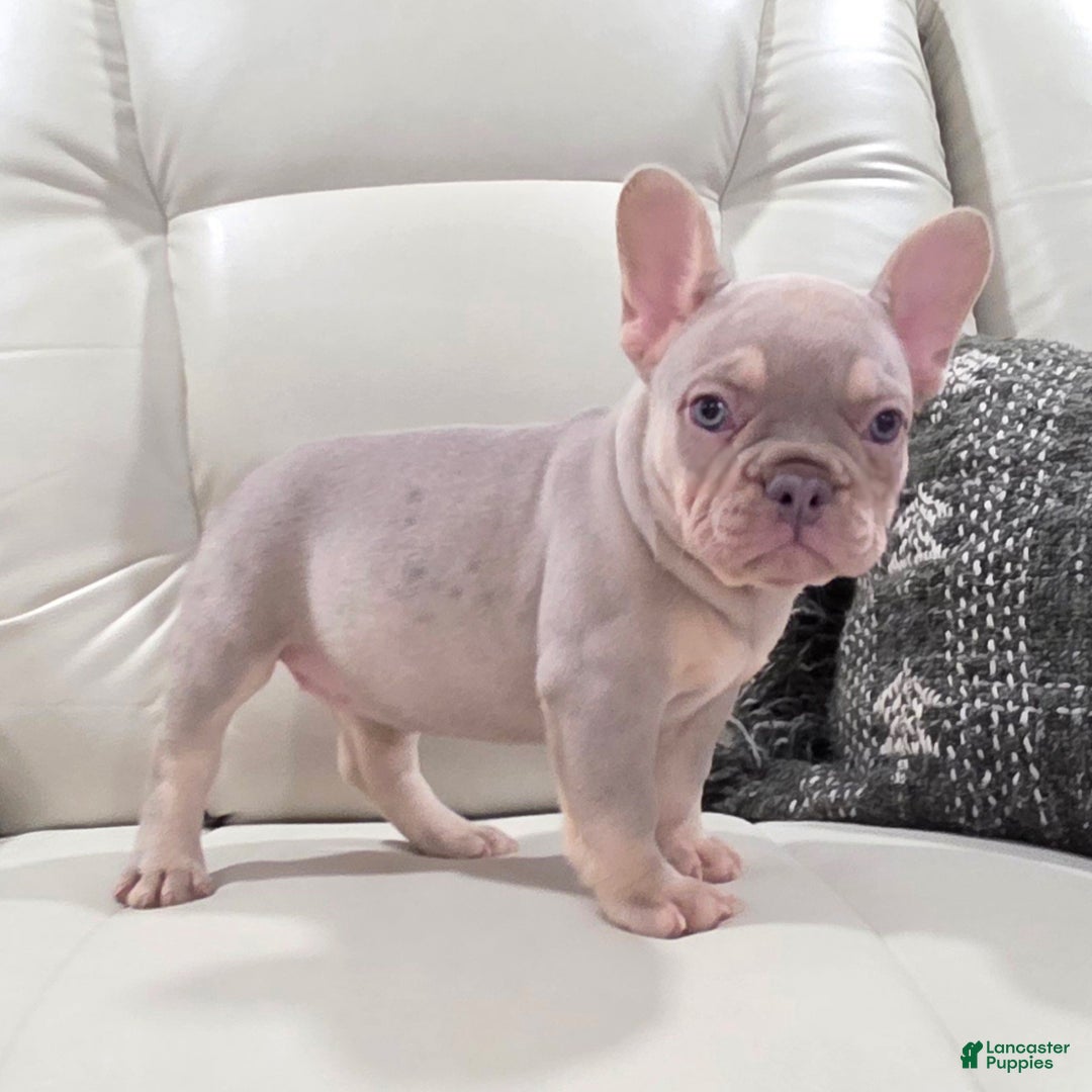 French Bulldog dogs for sale: Kai - Ad 5