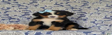Farrah