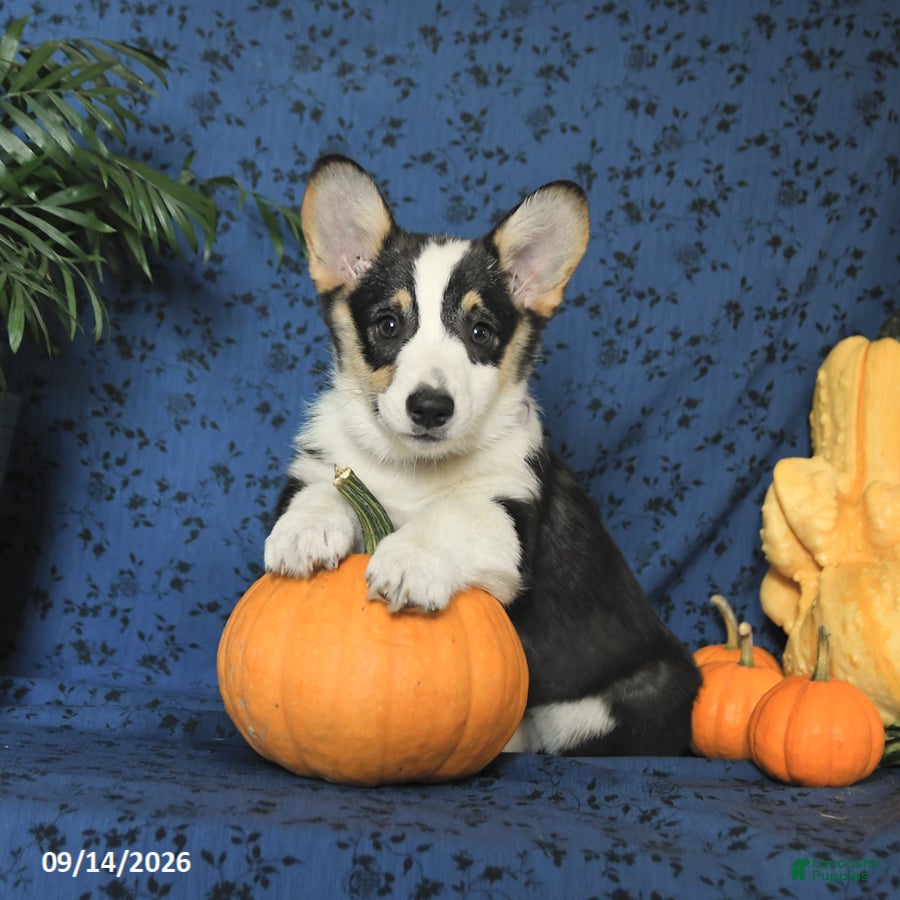 Welsh Corgi Pembroke dogs Lilac - Ad 1
