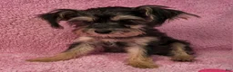Yorkiepoo dogs for sale: Diamond Dream - Ad 4