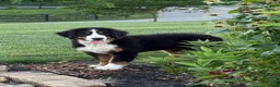 Bernese Mountain Dog dogs for sale: Sasha - Ad 5