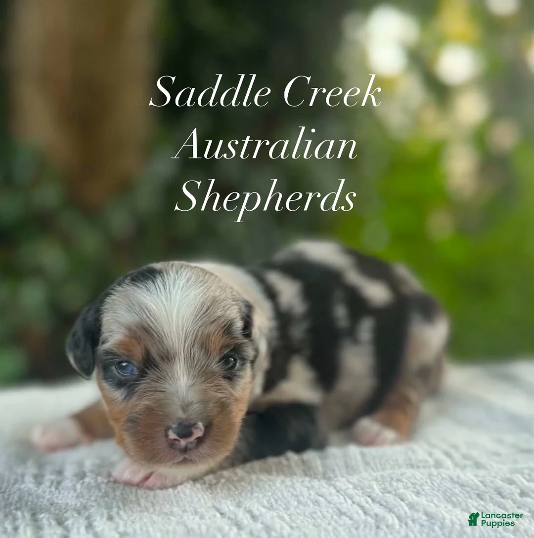 Australian Shepherd dogs for sale: Australian Shepherd 1 - Ad 1