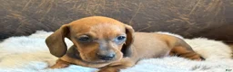 Miniature Dachshund dogs for sale: Pepper - Ad 6