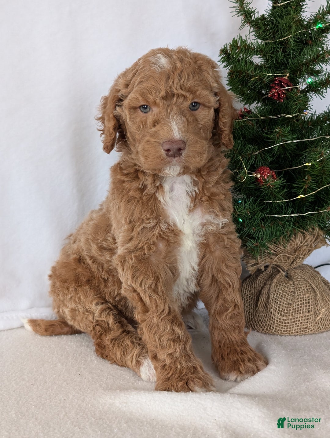 Goldendoodle dogs for sale: Parker - Ad 13