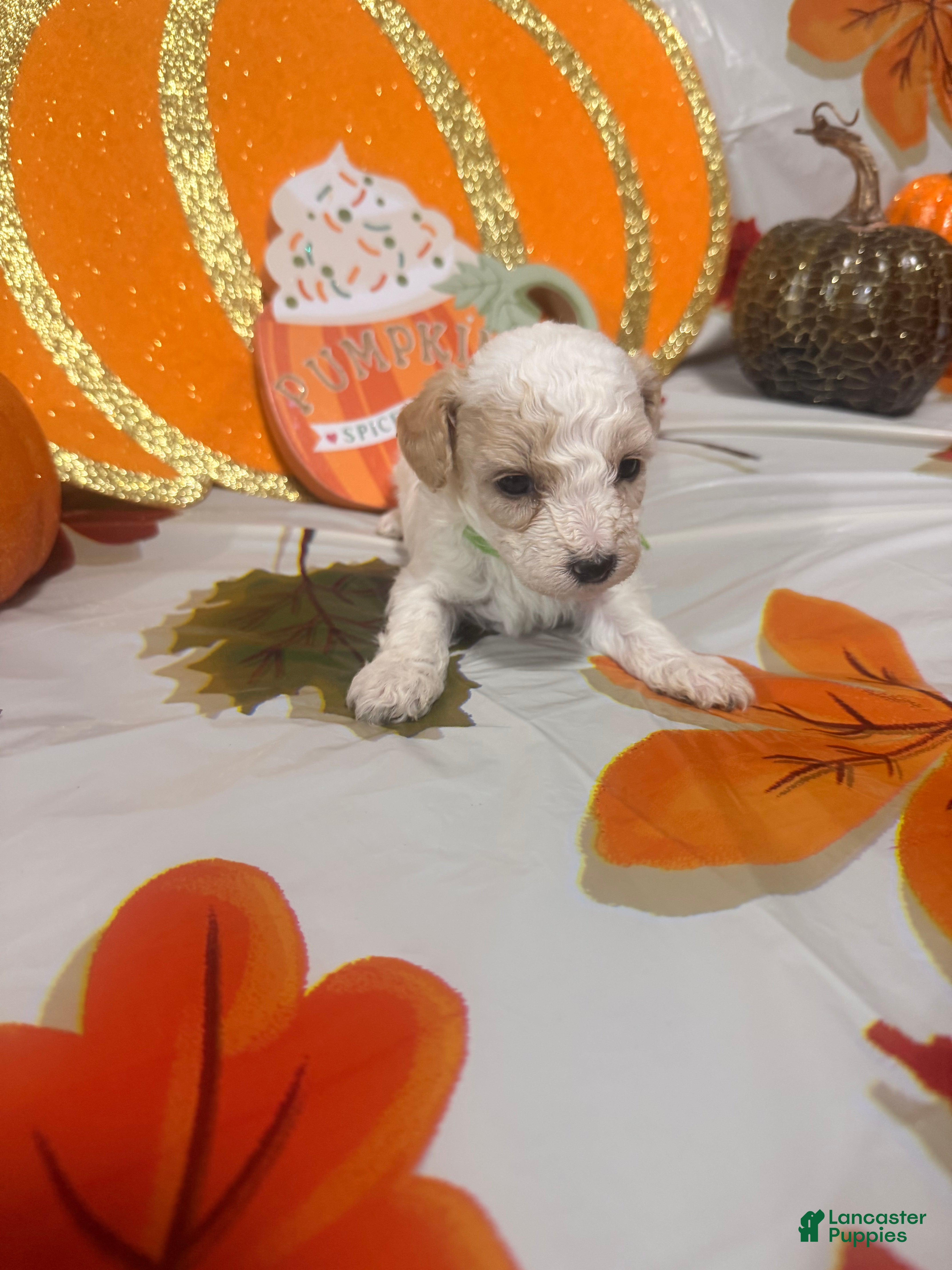 Yorkiepoo dogs Yorkiepoo 3 - Ad 18