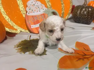Yorkiepoo dogs Yorkiepoo 3 - Ad 18