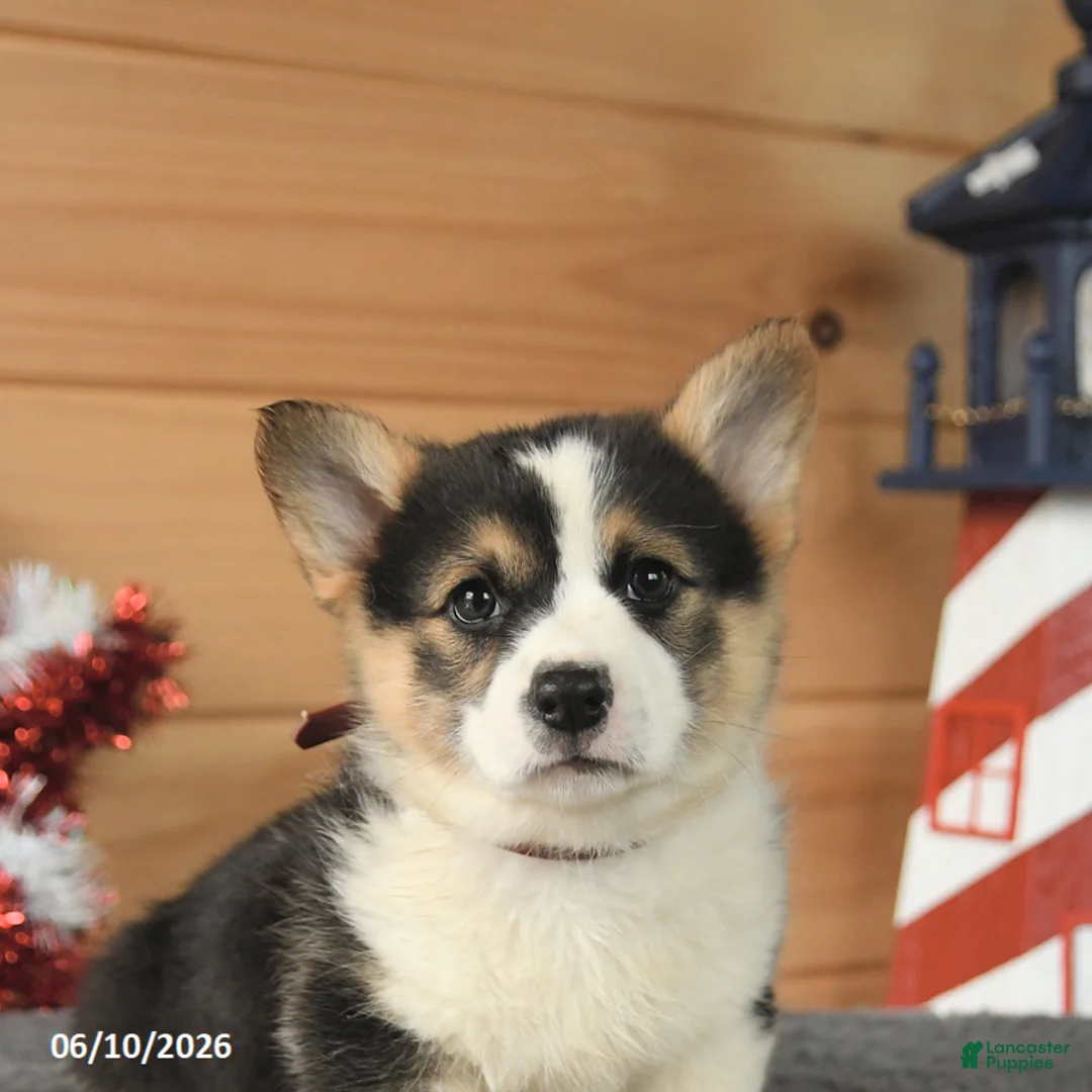 Welsh Corgi Pembroke dogs for sale: Thomas Jefferson - Ad 5