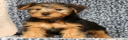 Yorkshire Terrier dogs for sale: AJ - Ad 4
