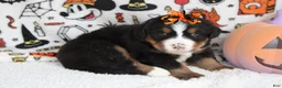 Bernese Mountain Dog dogs for sale: Cagney  - Ad 4