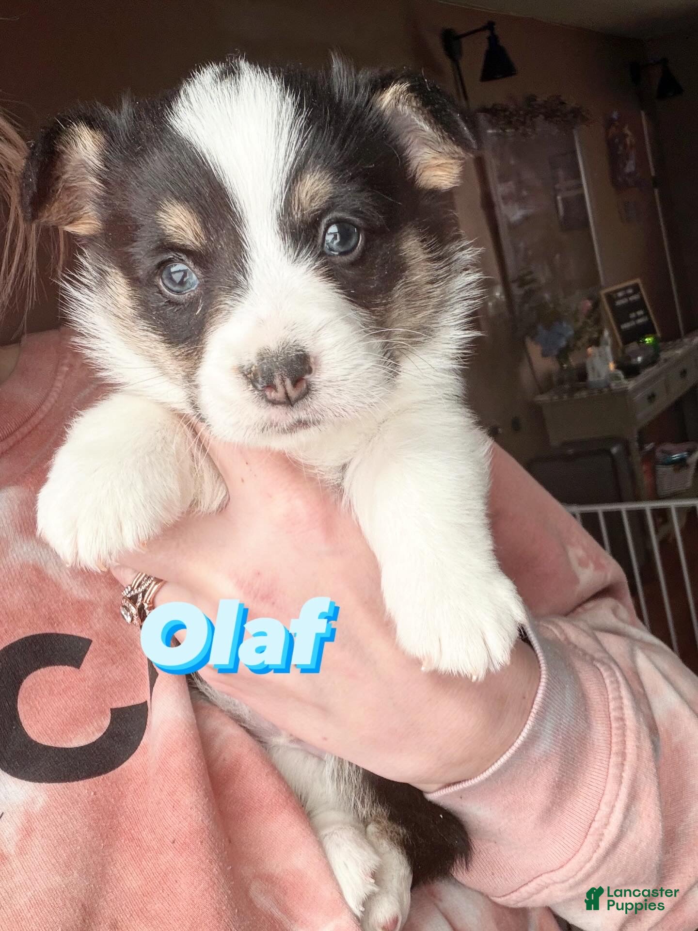 Welsh Corgi Pembroke dogs Welsh Corgi Pembroke Puppy 2 - Ad 19