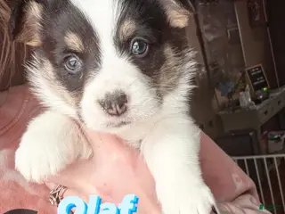 Welsh Corgi Pembroke dogs Welsh Corgi Pembroke Puppy 2 - Ad 19