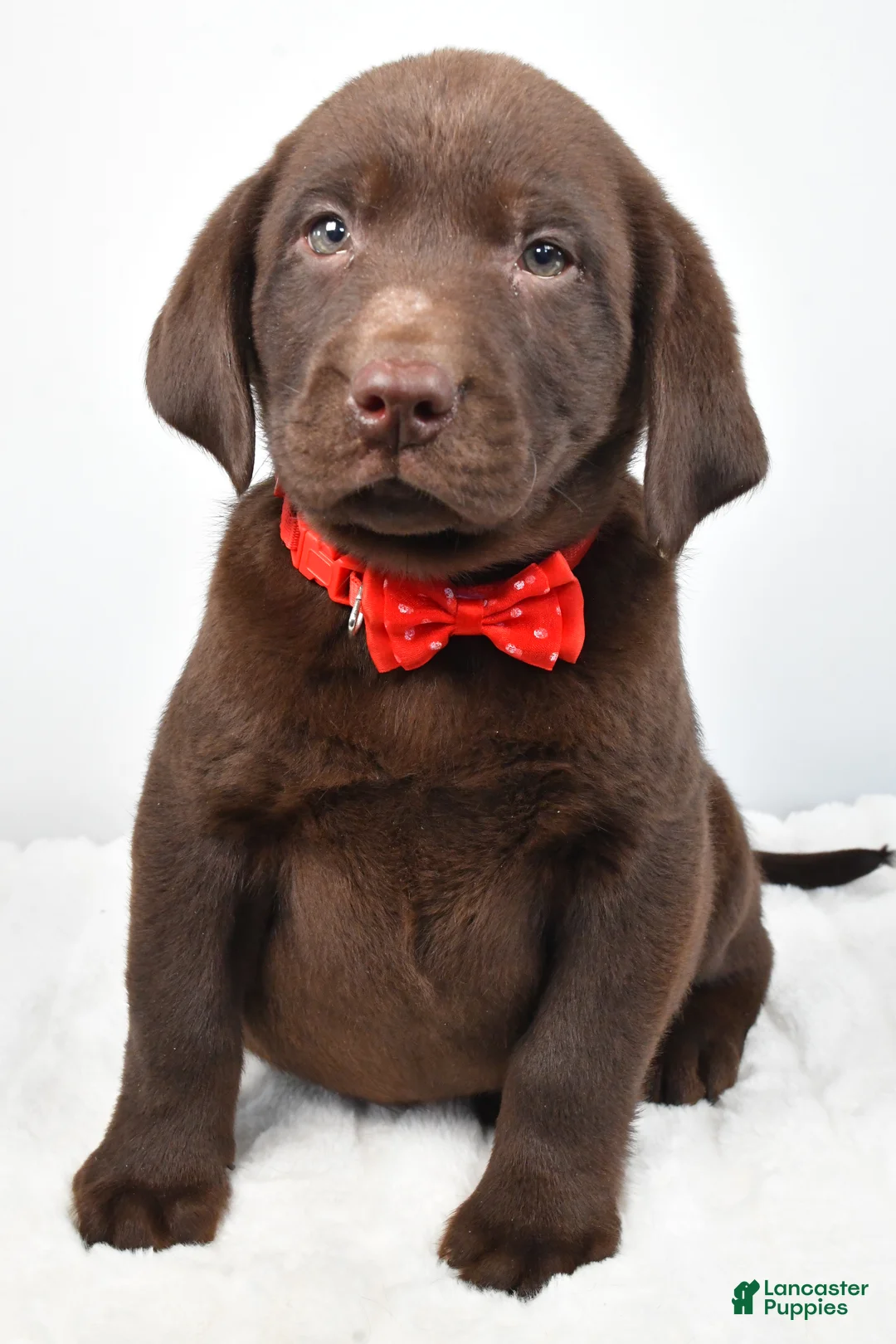 Labrador Retriever dogs for sale: Mocha - Ad 4