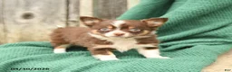 Chihuahua dogs for sale: Peanut  - Ad 3