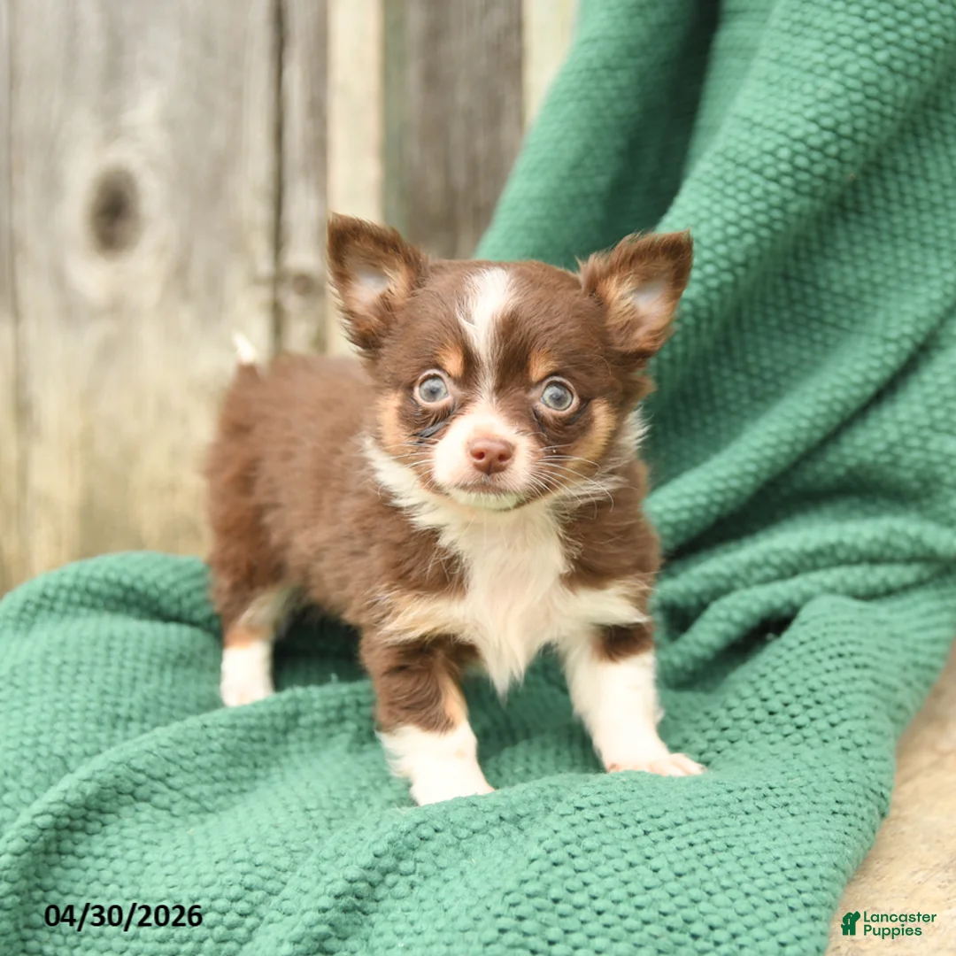 Chihuahua dogs for sale: Peanut  - Ad 3
